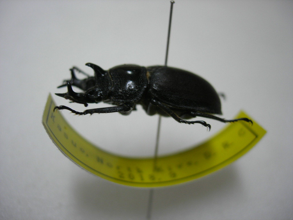 昆虫標本☆カザリツノクワガタ♂約24ミリ お客様の声2021 | オオクワ