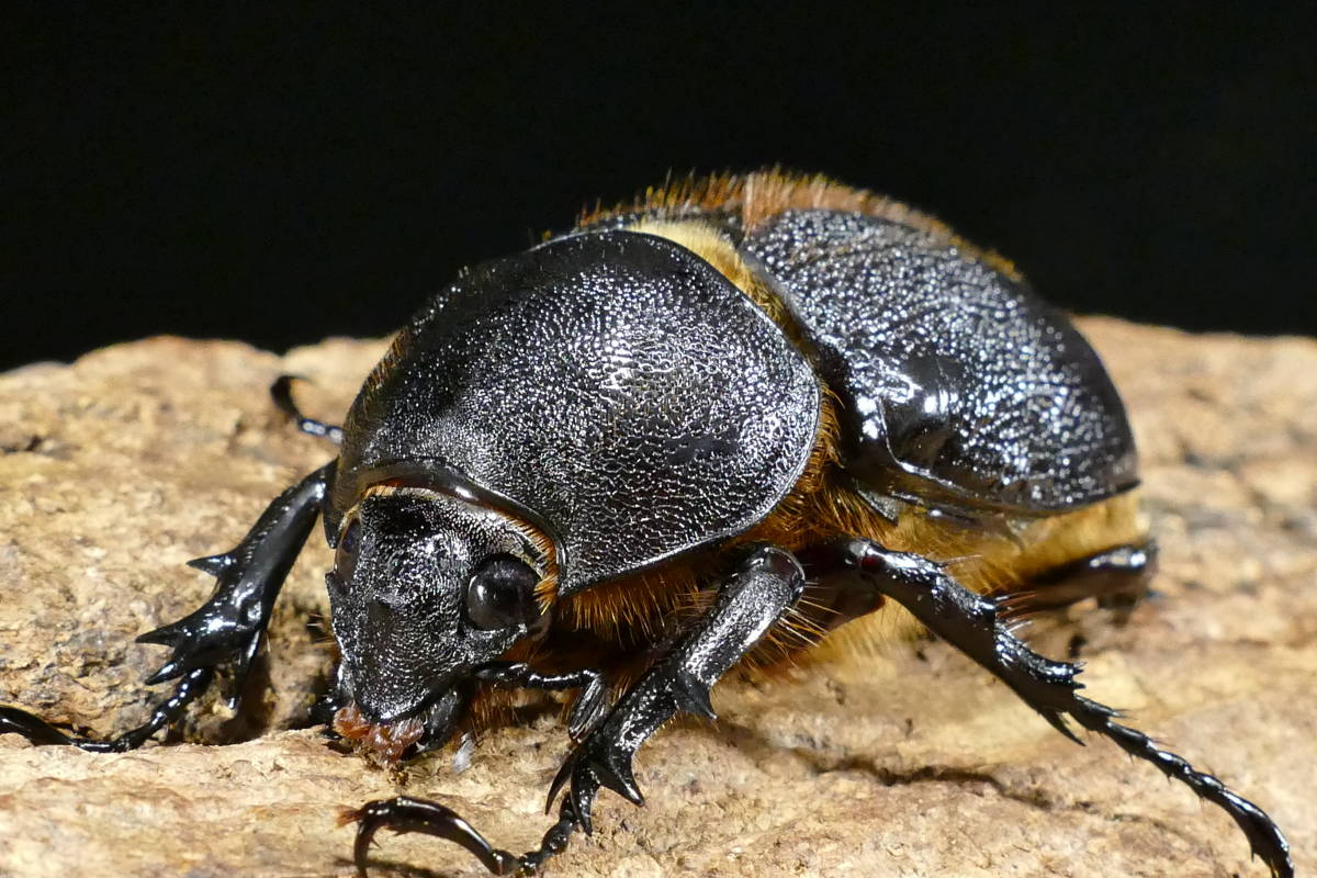 ネプチューンオオカブト ペア ヤマこっと (5) ♂130mm単品 その11