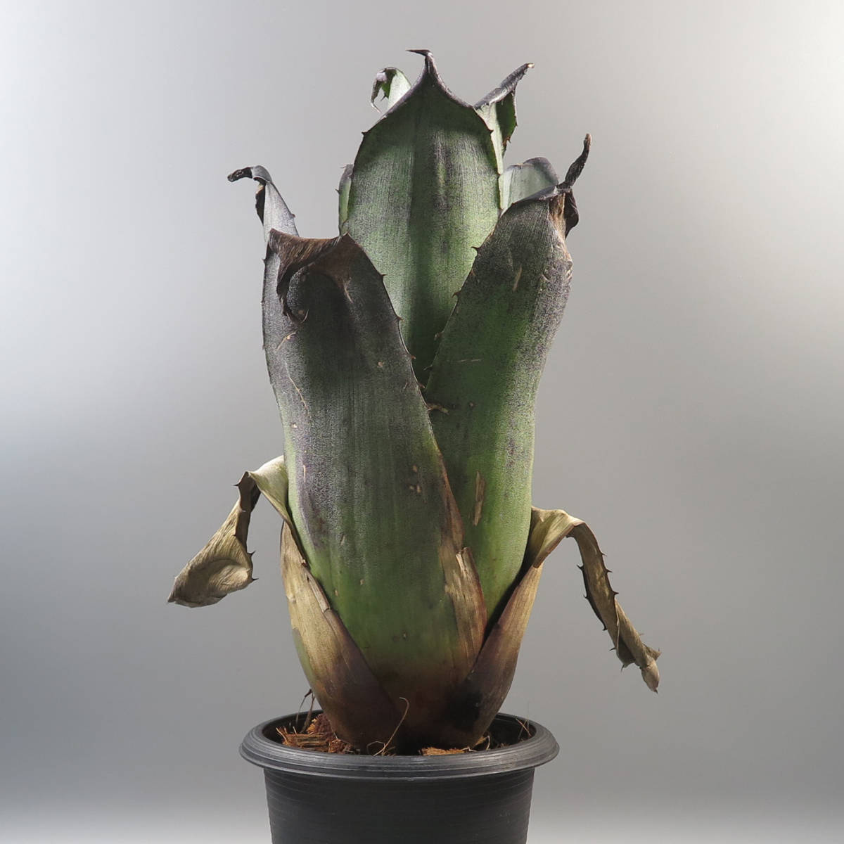 ディッキア Dyckia 'FBB' Bill Baker's hybrid from Bryan Chan タグ