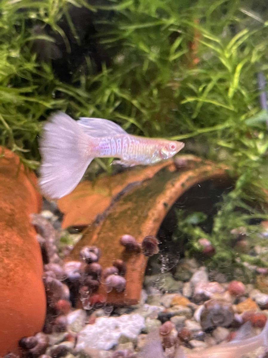 Rreaアクアマリンコブラスノーホワイトｈｄ稚魚15匹 A 即決サービスあります Www Metalroofingcenter Com