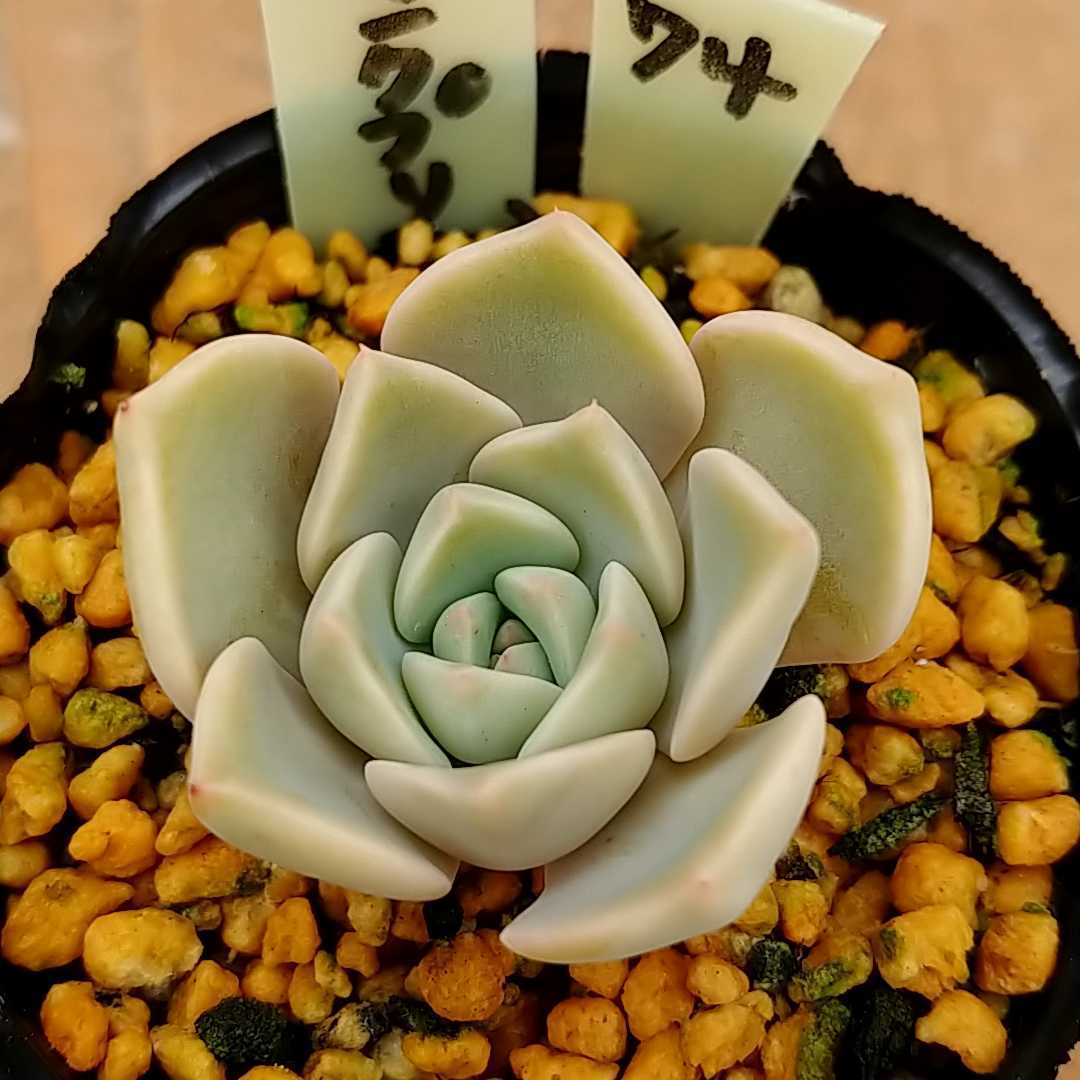 多肉植物グラプトベリア ピンクプリティ 74 サボテン 売買されたオークション情報 Yahooの商品情報をアーカイブ公開 オークファン Aucfan Com