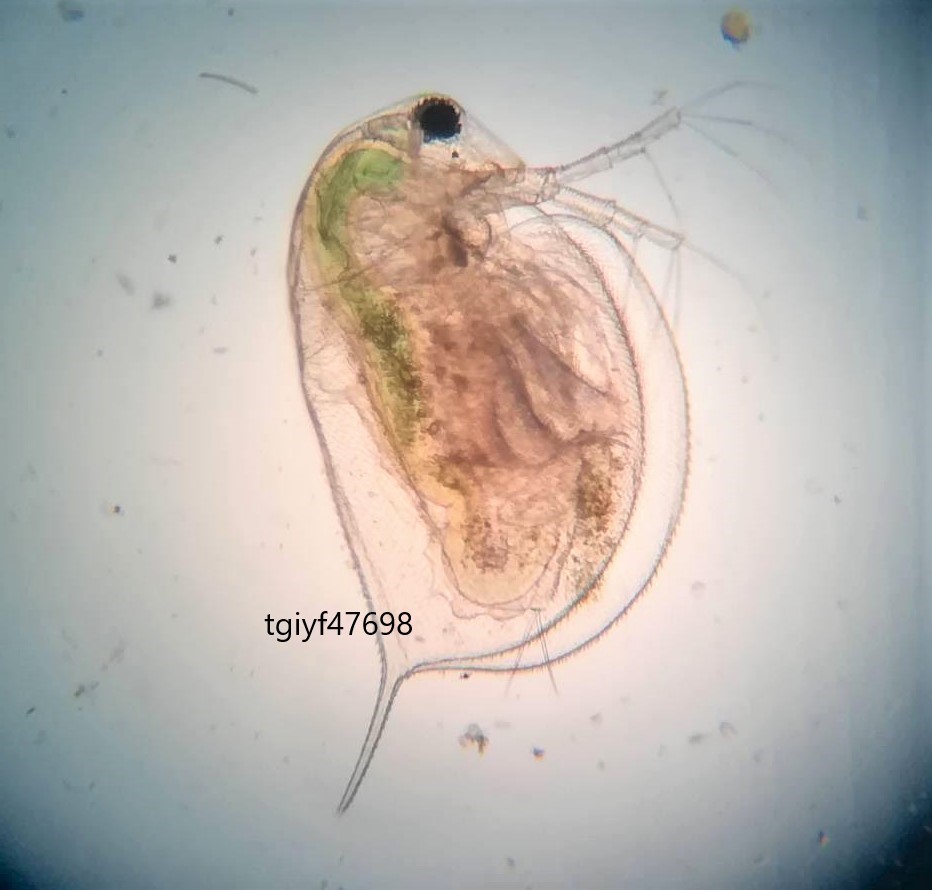 タレビン4本セット オオミジンコ タイリクミジンコ タマミジンコ ゾウリムシ ミドリムシ Psb光合成細菌 ムックリワーク ボール型産卵床 エサ 売買されたオークション情報 Yahooの商品情報をアーカイブ公開 オークファン Aucfan Com