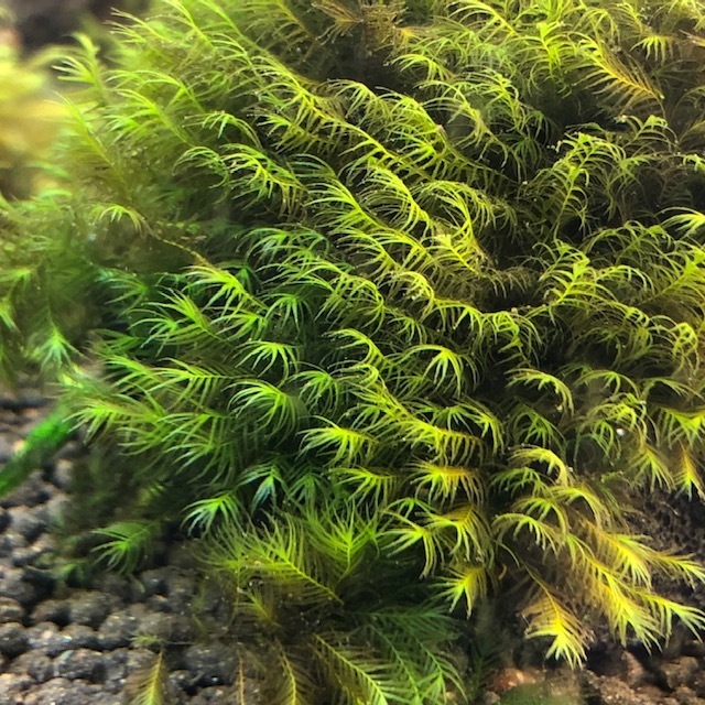 ウォーターフェザー 溶岩石 活着 アクアリウム レイアウト 水草 ネイチャー ウィローモス 売買されたオークション情報 Yahooの商品情報をアーカイブ公開 オークファン Aucfan Com