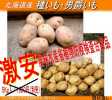 ◆売切特価！北海道産・種じゃがいも　男爵 その他　　_1