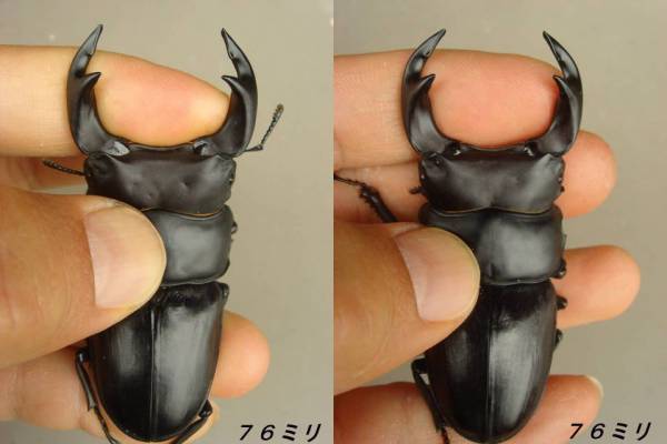 ★☆★大型血統５ペア★☆★_1