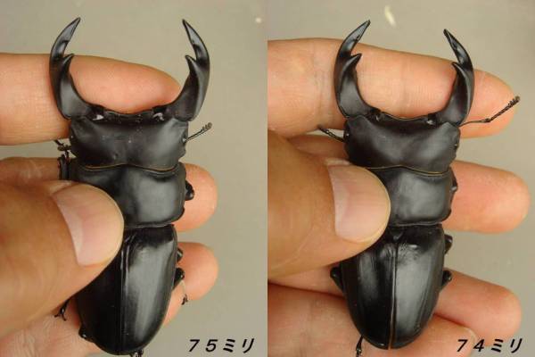 ★☆★大型血統５ペア★☆★_2