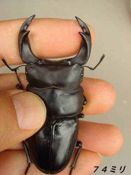 ★☆★大型血統５ペア★☆★_3