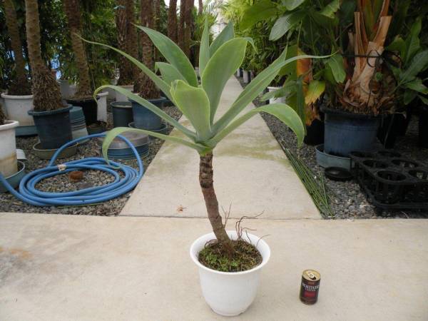 ◆幹上がり　アガベ【アテヌアータ】高さ80ｃｍ　幅52ｃｍ◆_1