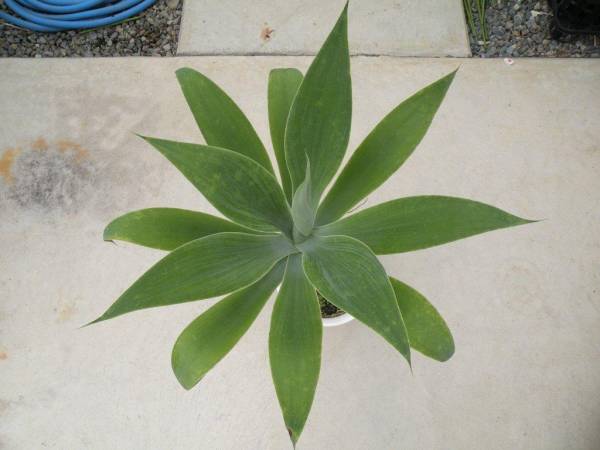 ◆幹上がり　アガベ【アテヌアータ】高さ80ｃｍ　幅52ｃｍ◆_2