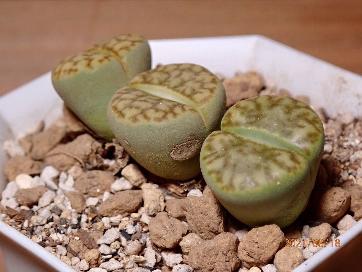 多肉植物 リトープス メセン 黄珊瑚玉 抜き苗発送 サボテン 売買されたオークション情報 Yahooの商品情報をアーカイブ公開 オークファン Aucfan Com
