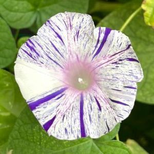 変化朝顔の平均価格は753円 ヤフオク 等の変化朝顔のオークション売買情報は16件が掲載されています