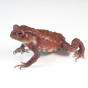 ヒキガエルのヤフオク の相場 価格を見る ヤフオク のヒキガエルのオークション売買情報は406件が掲載されています