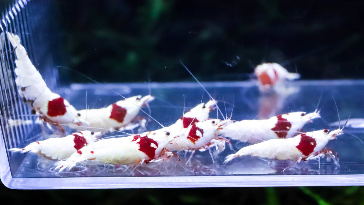 花海老 レッドビーシュリンプ最上位水槽の即ブリ鬼バキ派手柄モスラ雌７雄４匹 抱卵１匹 ビーシュリンプ 売買されたオークション情報 Yahooの商品情報をアーカイブ公開 オークファン Aucfan Com