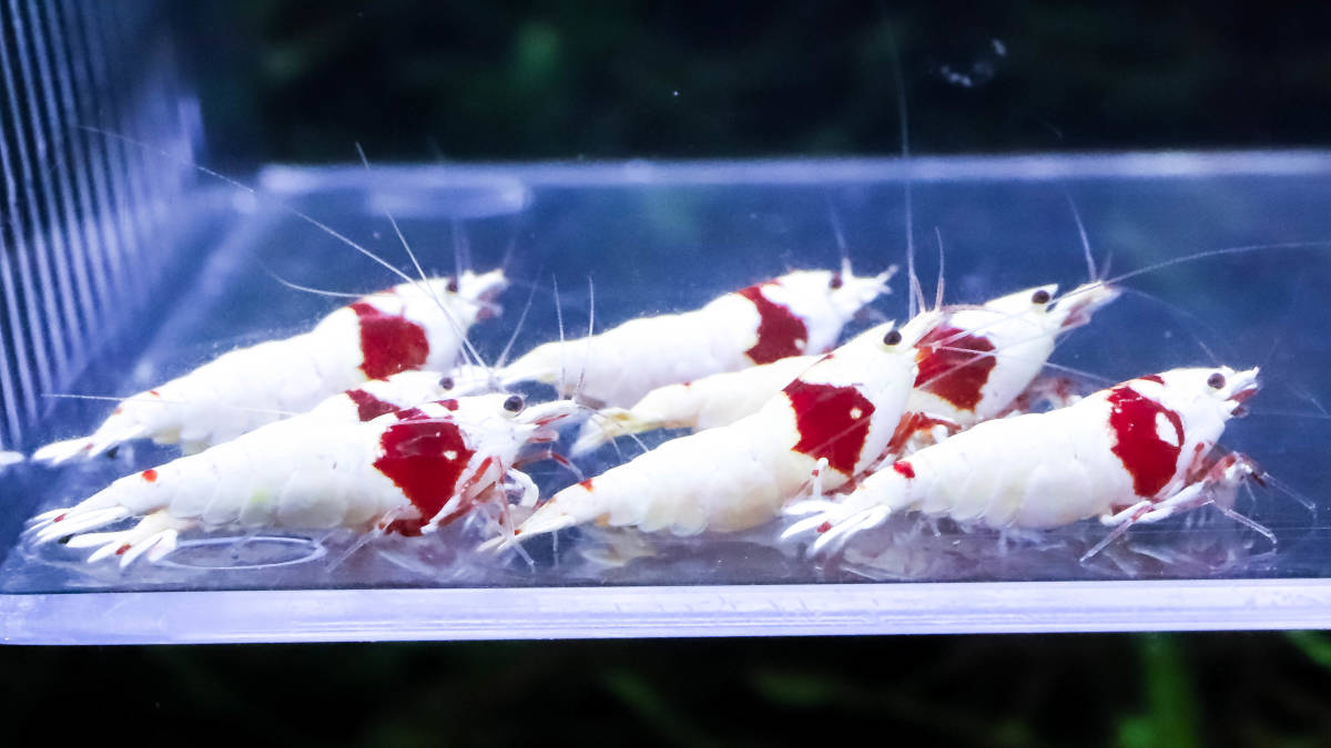 花海老 レッドビーシュリンプ最上位水槽の即ブリ鬼バキ派手柄モスラ雌７雄４匹 抱卵１匹 ビーシュリンプ 売買されたオークション情報 Yahooの商品情報をアーカイブ公開 オークファン Aucfan Com