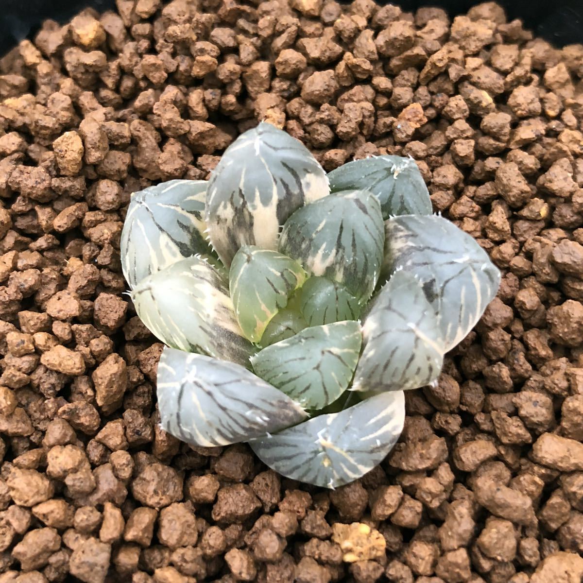 ハオルチア 多肉植物 ≧∇≦）多肉植物 選抜 OMオブツーサ錦 