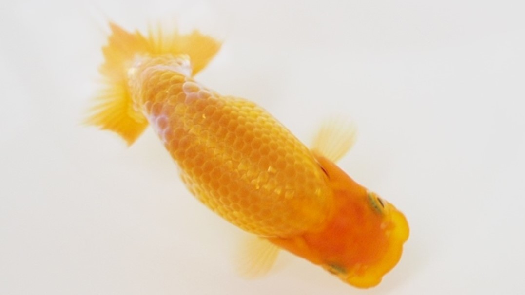 *蘭DeBoo * 当歳魚 No.40