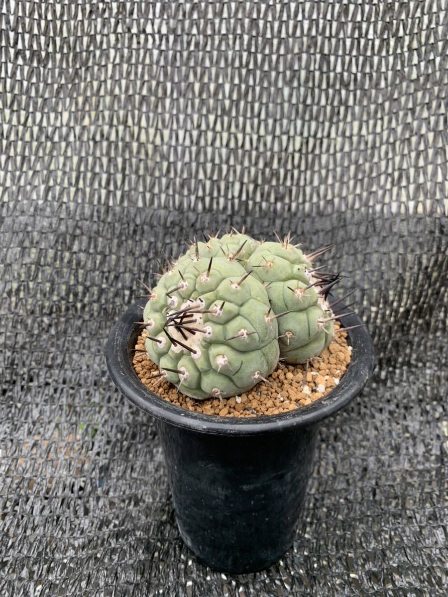 コピアポア 佐野短刺黒王丸 モンストローサ シネレア ラスト 黒王丸