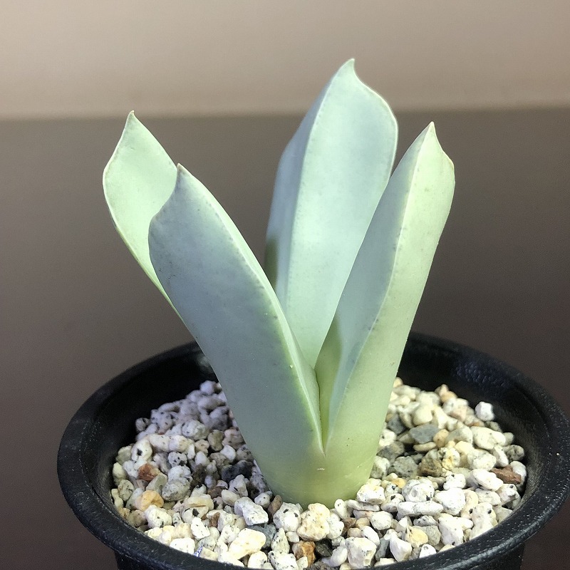 ヘレアンサス メイエリ 翼 　コノフィツム　信州産 herreanthus meyeri Conophytum (Herreanthus) コノフィツム Gallery