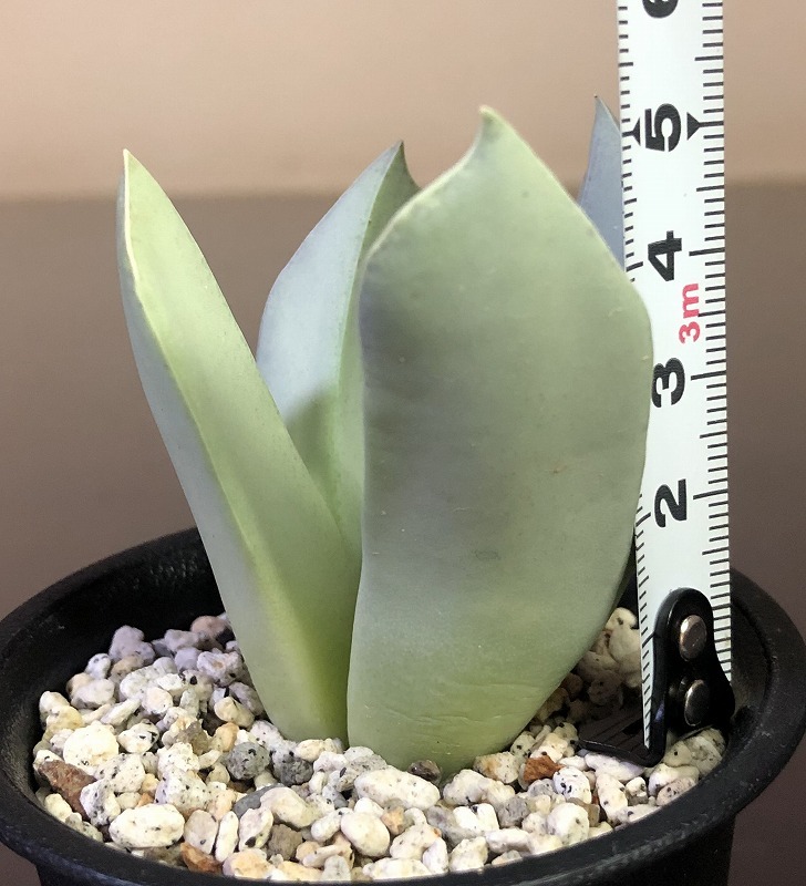 herreanthus meyeri Conophytum (Herreanthus) コノフィツム Gallery