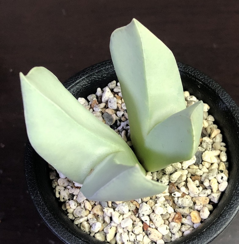 herreanthus meyeri Conophytum (Herreanthus) コノフィツム Gallery