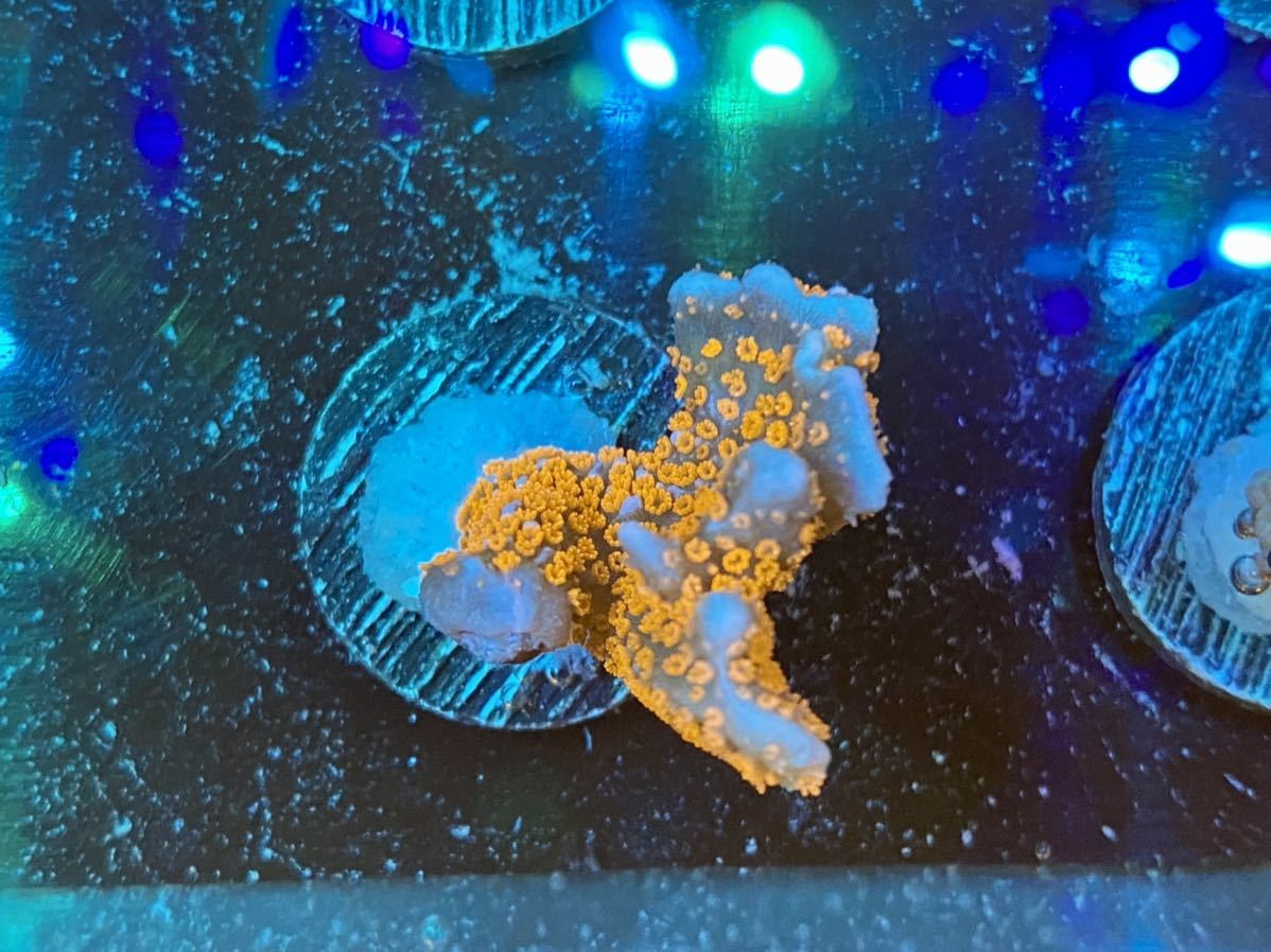 Ancolie Coral(アンコリコーラル)エダコモンサンゴ オレンジポリプ Forest fire digitata ミドリイシ