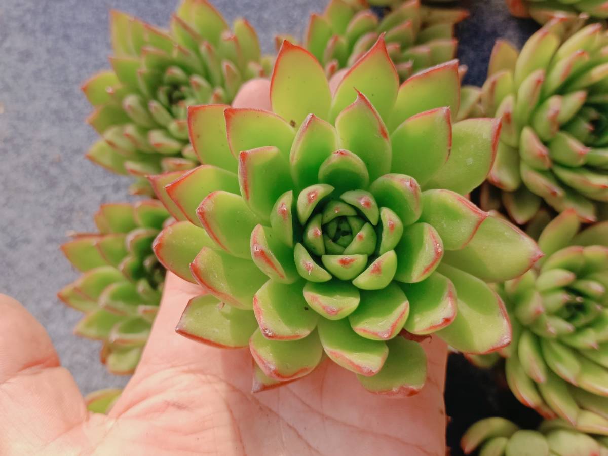 多肉植物 エケベリア fw009マカダミア12個