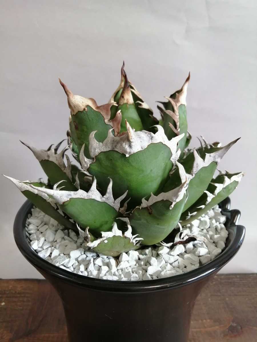 アガベ チタノタ レッドキャットウィーズル Agave titanota | 赤猫 Red