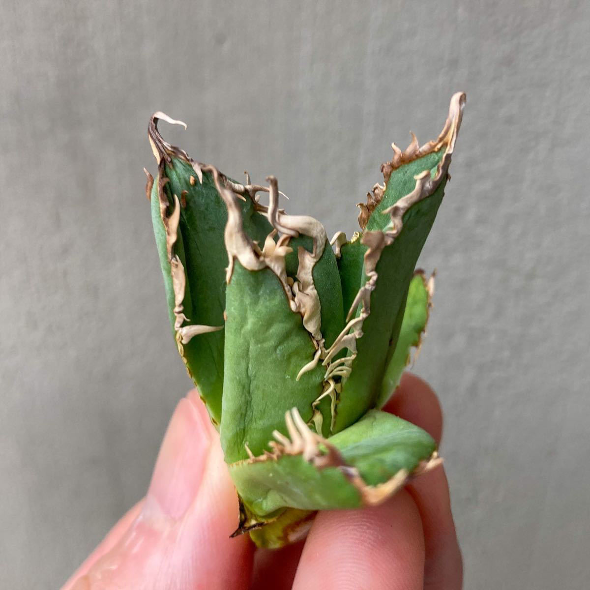 特選仔株】チタノタ フィリグリー 台湾輸入株 agave titanota