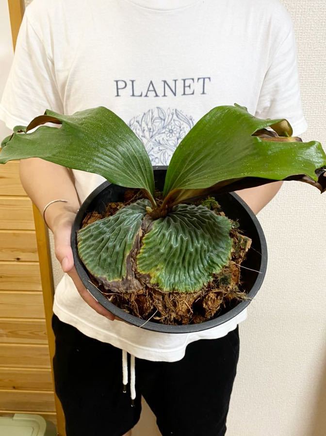 【超激得，限定セール】 P.madagascariense 特特大サイズ マダガスカリエンセ ビカクシダ PLANET(ビカクシダ、コウモリラン)｜売買されたオークション情報、yahooの商品情報をアーカイブ公開 - オークファン ビカクシダ、コウモリラン