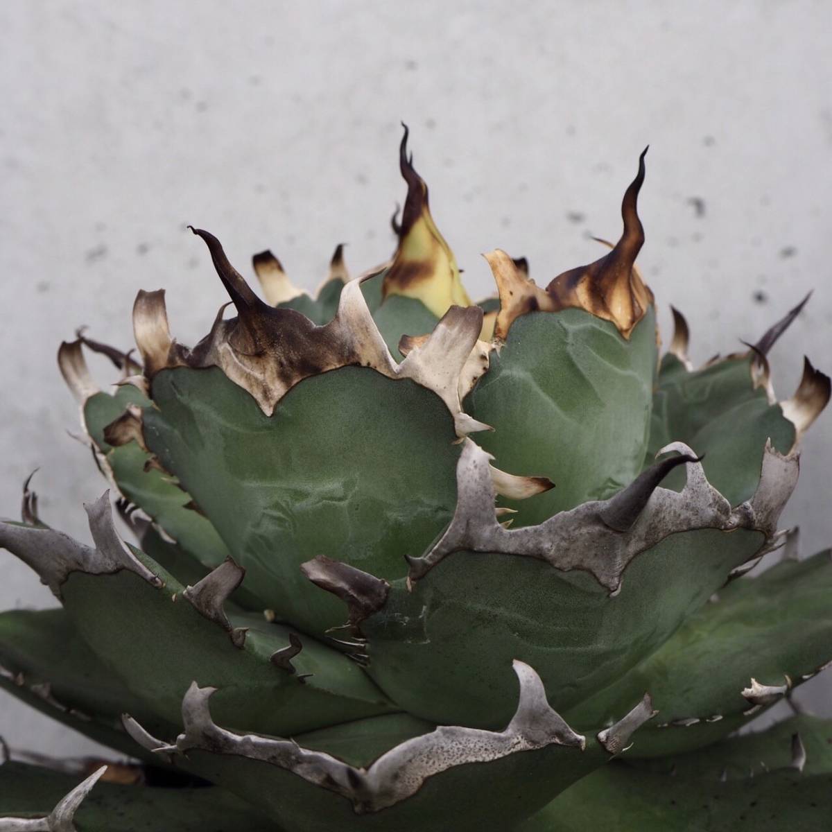 塊根植物 オトンナヘレー othonna herrei 蛮鬼塔 塊根コーデックス 7年