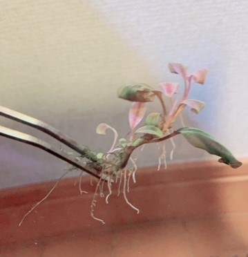 水草】ブセファランドラ sp.Pink blossom(無農薬)(水中葉)【1株】（A