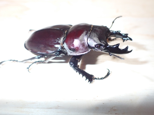 マルバネクワガタ_ペア♂58/♀50_西表島上原産+おまけフレーク