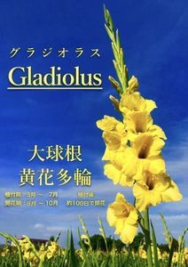 ヤフオク の花 園芸 グラジオラスの相場 価格を見る ヤフオク のグラジオラスのオークションの花 園芸売買情報は54件が掲載されています