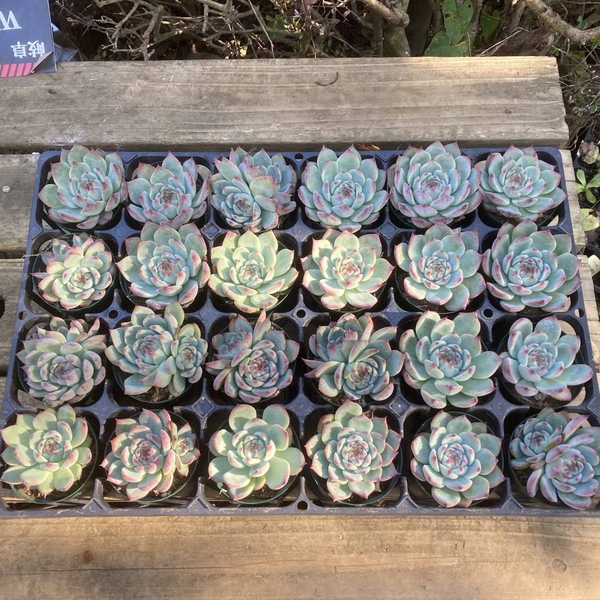 桃太郎 ☆魅惑の多肉植物 エケベリア 2.5号サイズ | 多肉植物研究所 ☆