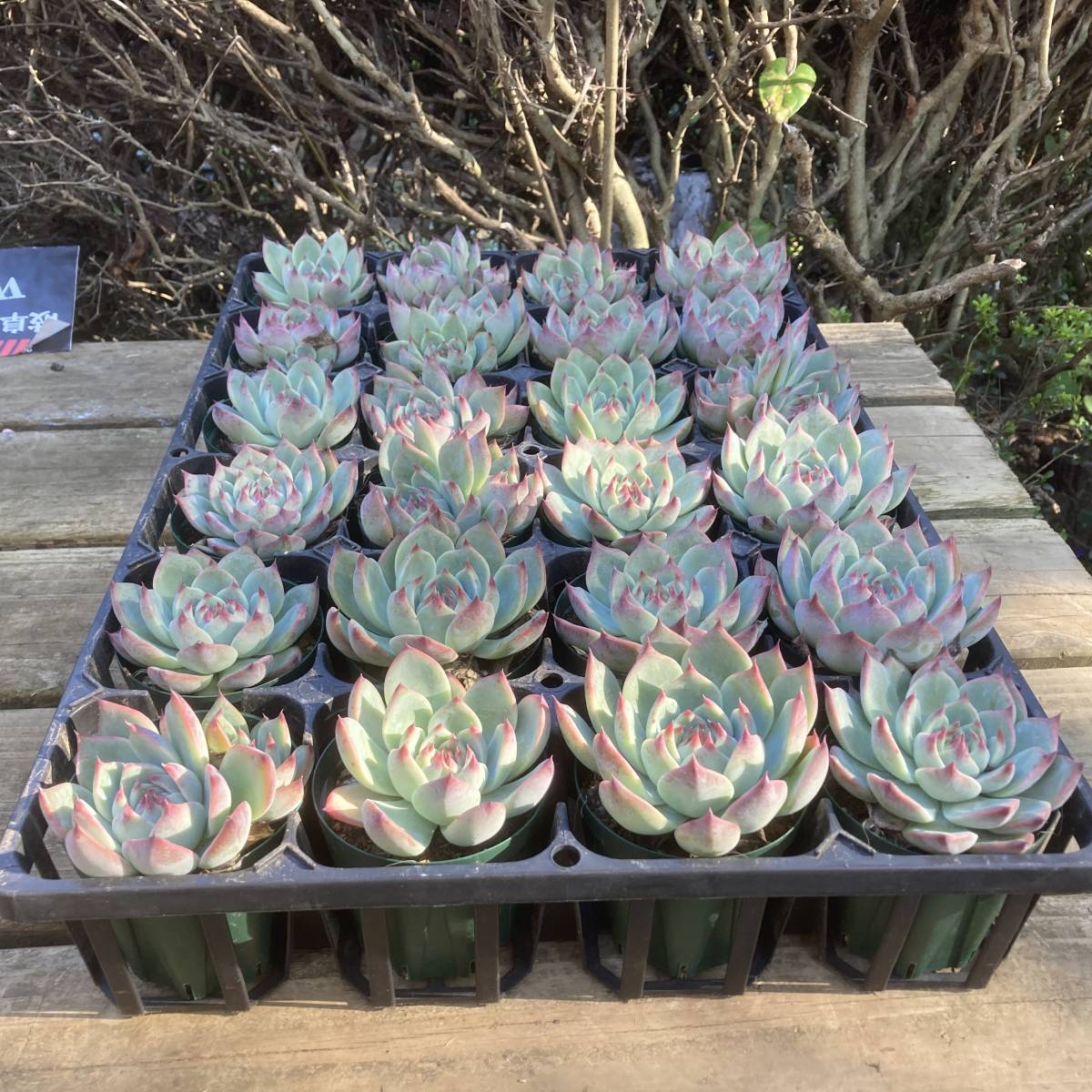 ル*ン様 エケベリア 15種類まとめ売り 多肉 桃太郎 ジェコラ