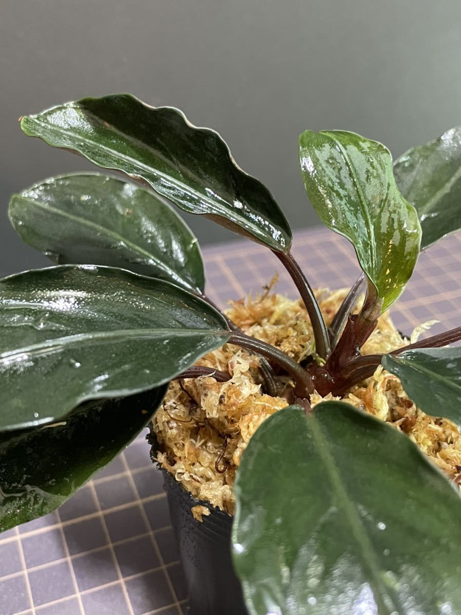 Bucephalandra sp.Red melon レッドメロン 商品の説明Bucephalandra sp Re…