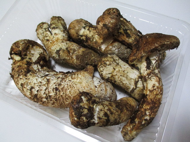 国産 長野県 松茸 524g 信州 マツタケ まつたけ | 国産松茸101g長野産 