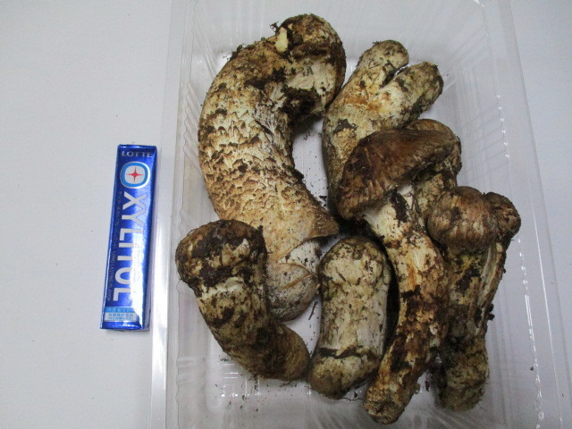 国産 長野県 松茸 524g 信州 マツタケ まつたけ | 国産松茸101g長野産 