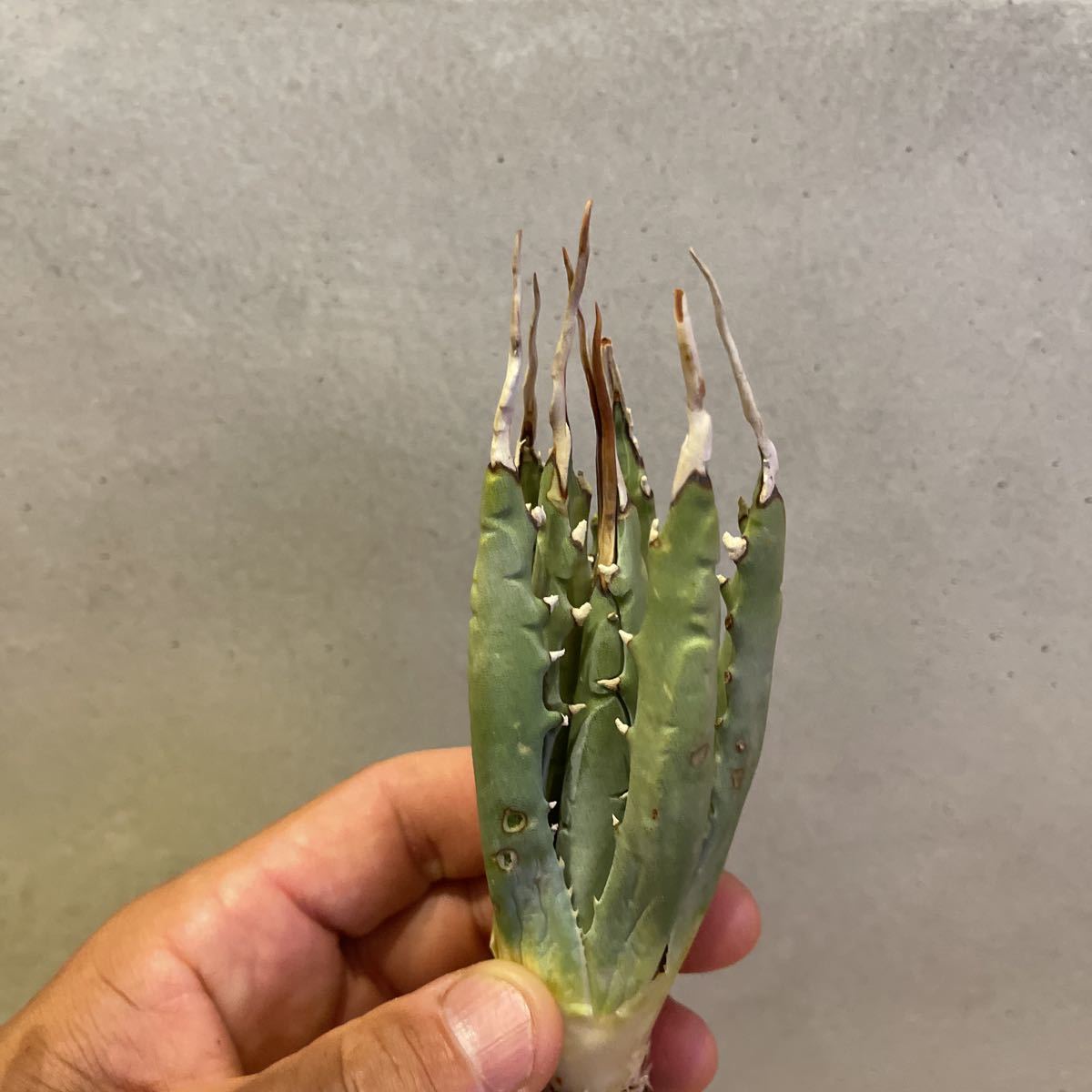 Agave uthensis Eborispina アガベ ユタエンシス エボリスピナ 現地球 