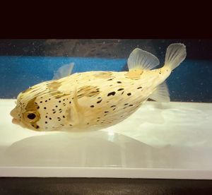 ハリセンボン Cmのヤフオク の相場 価格を見る ヤフオク のハリセンボン Cmのオークション売買情報は7件が掲載されています