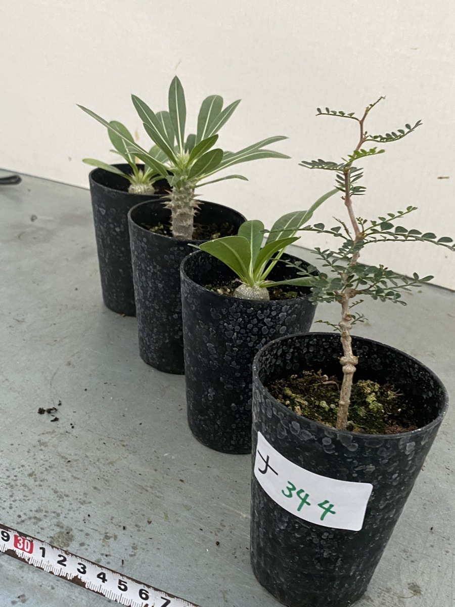【限定セール，最新作】 ナ344 塊根植物 実生4株セット デンシフロラム ホロンベンセ レウコキサンツム パキプス パキポディウム(その他)｜売買されたオークション情報、yahooの商品情報をアーカイブ公開 - オークフ その他