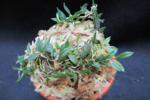 山野草 シダのYahoo!オークション(旧ヤフオク!)の相場・価格を見る