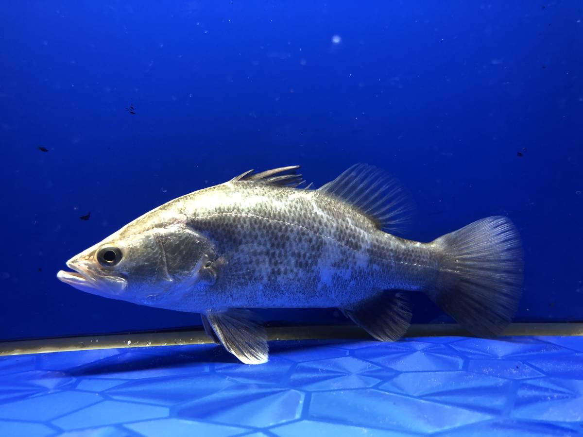 鬼ぞりバラマンディセミショート 17 前後 淡水魚 売買されたオークション情報 Yahooの商品情報をアーカイブ公開 オークファン Aucfan Com