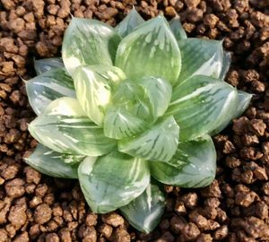 ハオルチア 花火のヤフオク の相場 価格を見る ヤフオク のハオルチア 花火のオークション売買情報は16件が掲載されています