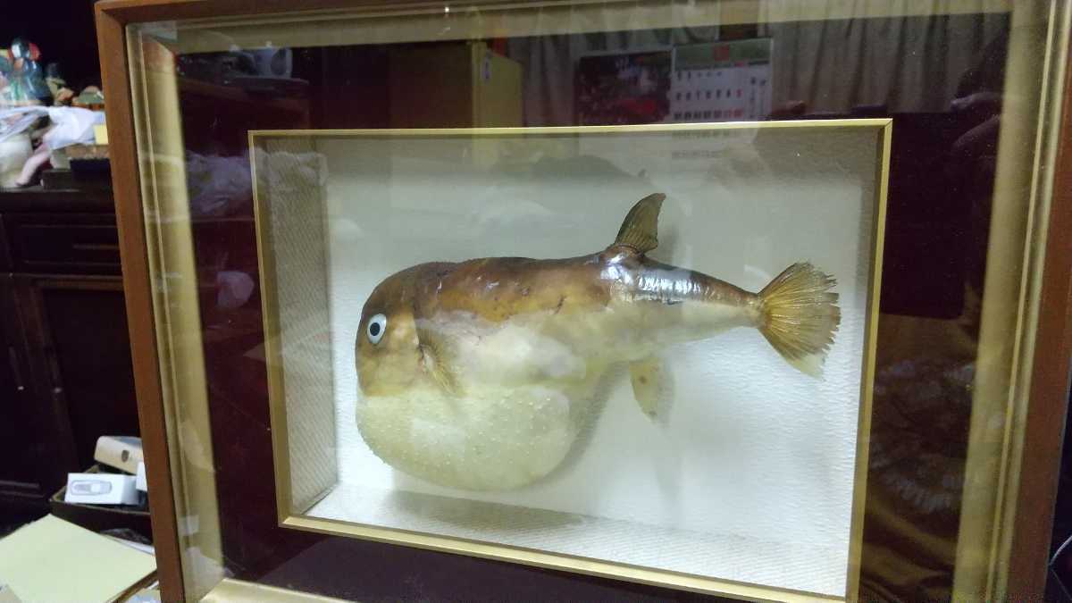 送料込み 魚の剥製サケ 秋鮭95センチ Bfftn Org