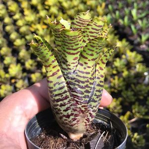 Neoregeliaのヤフオク の相場 価格を見る ヤフオク のneoregeliaのオークション売買情報は101件が掲載されています