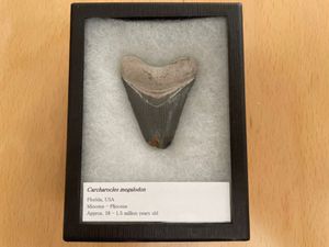 メガロドン 化石のヤフオク の相場 価格を見る ヤフオク のメガロドン 化石のオークション売買情報は14件が掲載されています