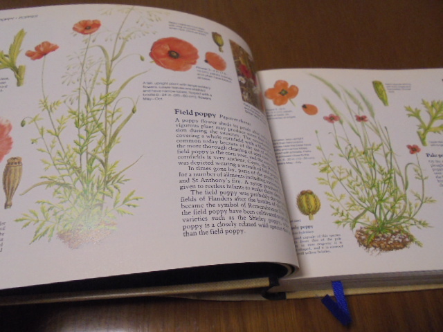 洋書 ワイルドフラワー 植物図鑑 イギリス 村 2冊 WILD FLOWERS | 古書