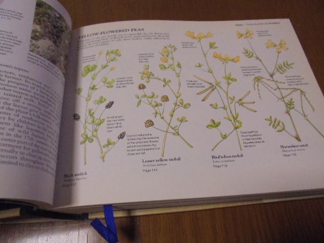 洋書 ワイルドフラワー 植物図鑑 イギリス 村 2冊 WILD FLOWERS | 古書