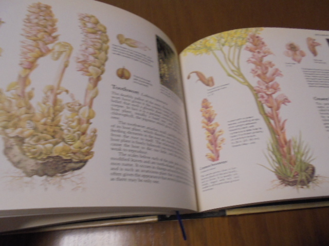 洋書 ワイルドフラワー 植物図鑑 イギリス 村 2冊 WILD FLOWERS | 古書
